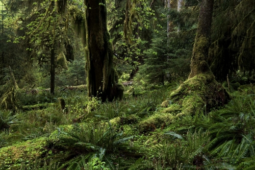 2-nature-photography-forest-photography-temperate-rainforest-olympic-peninsula-4